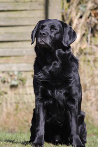 Heidelberg Hills Labradors